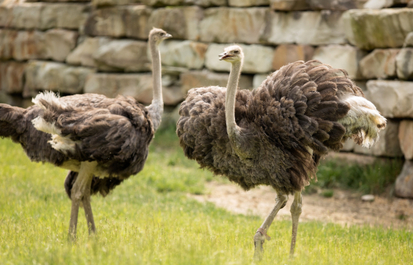 Truth or Tail: Do ostriches really bury their head in the sand when scared or frightened?