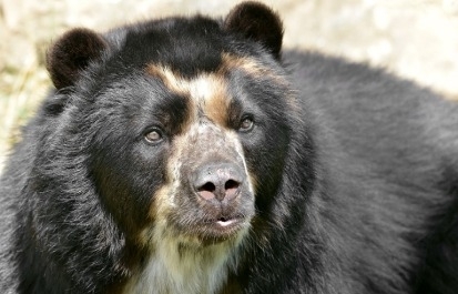 The Elusive Andean Bear
