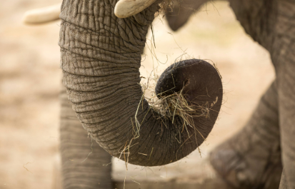 How many muscles are in an elephant trunk?