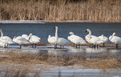 A future for trumpeter swans