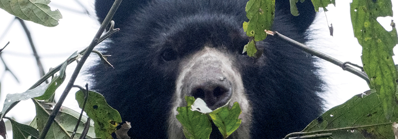 Support Andean bear conservation