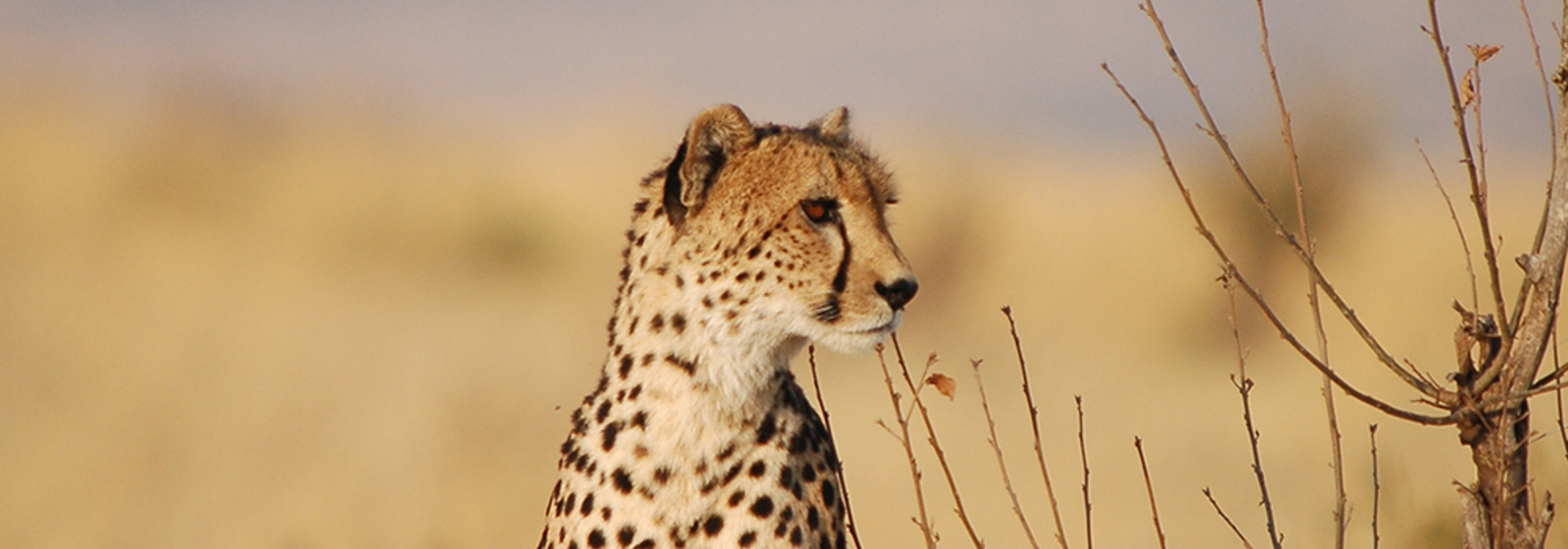 Support lion & cheetah conservation