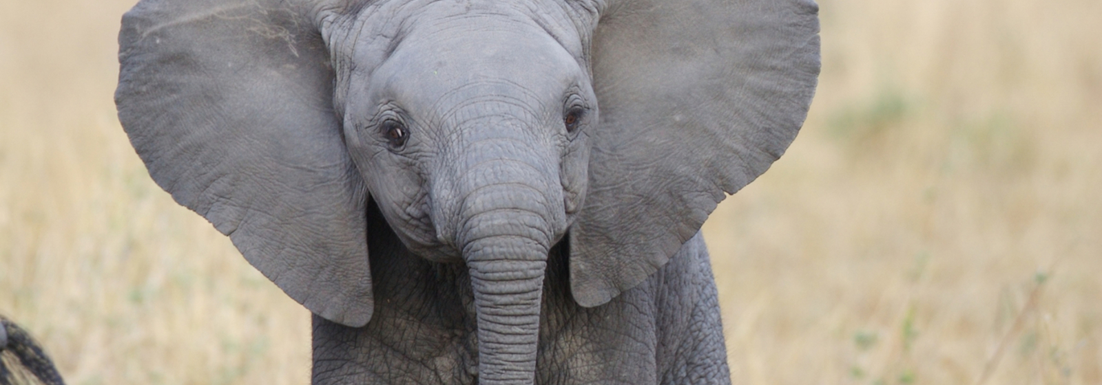 Help combat illegal wildlife trade