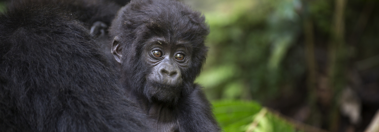 Support gorilla conservation