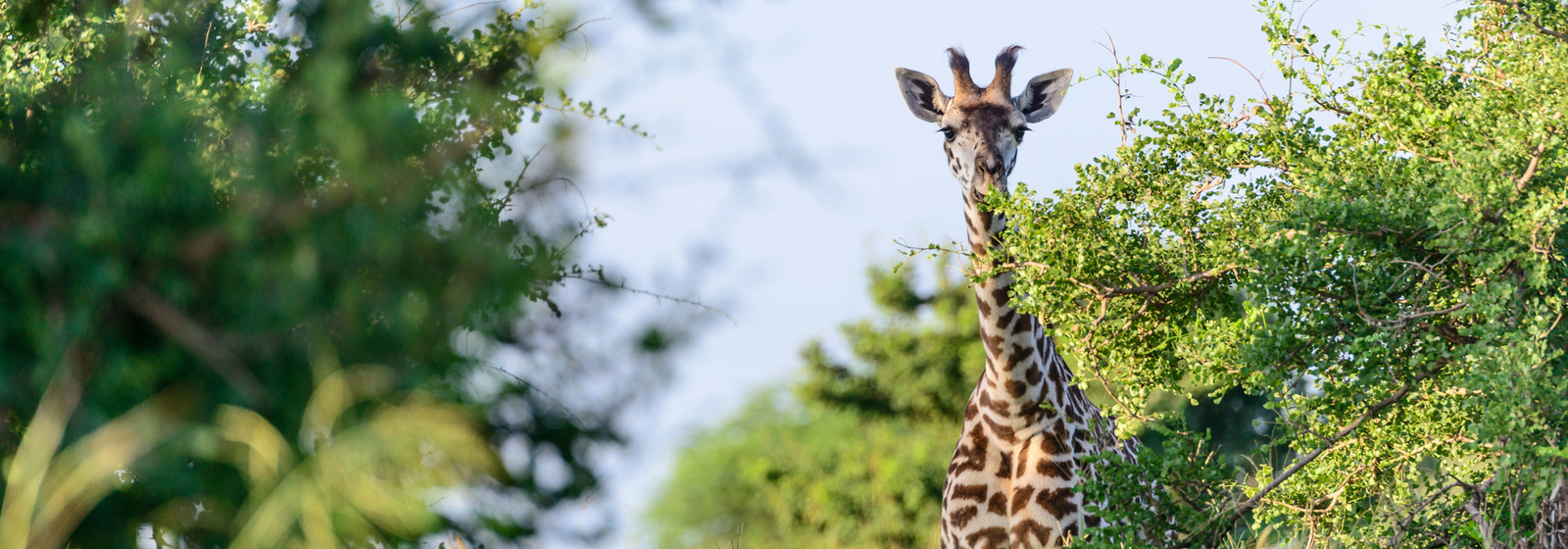 Support giraffe conservation