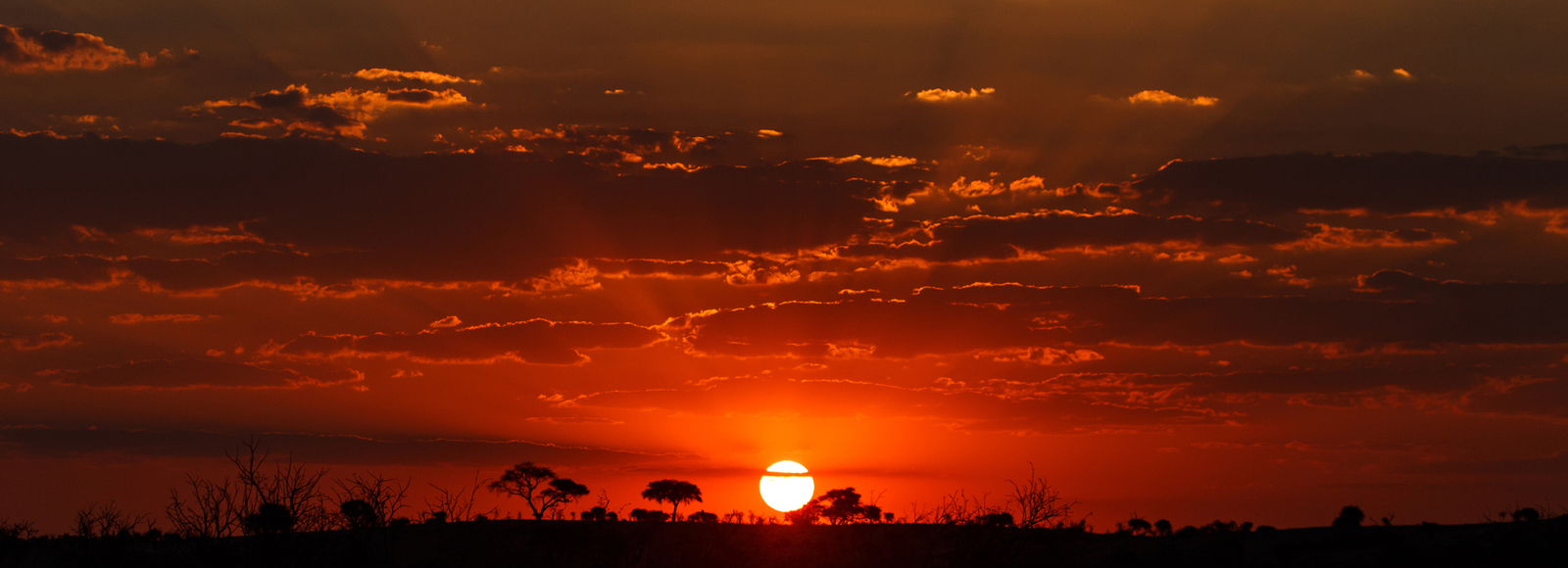 sunset safari