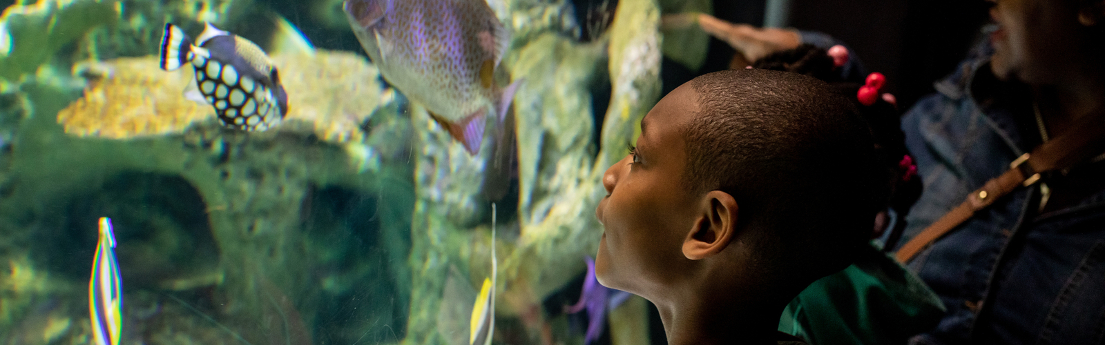 Child Watching Fish