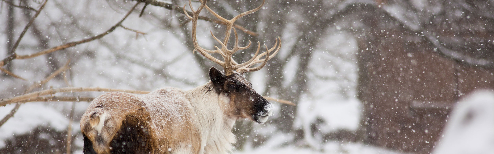 Snowy reindeer