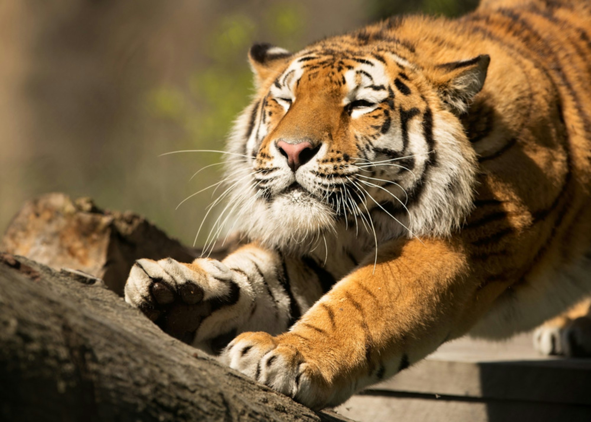 tiger stretching against a log