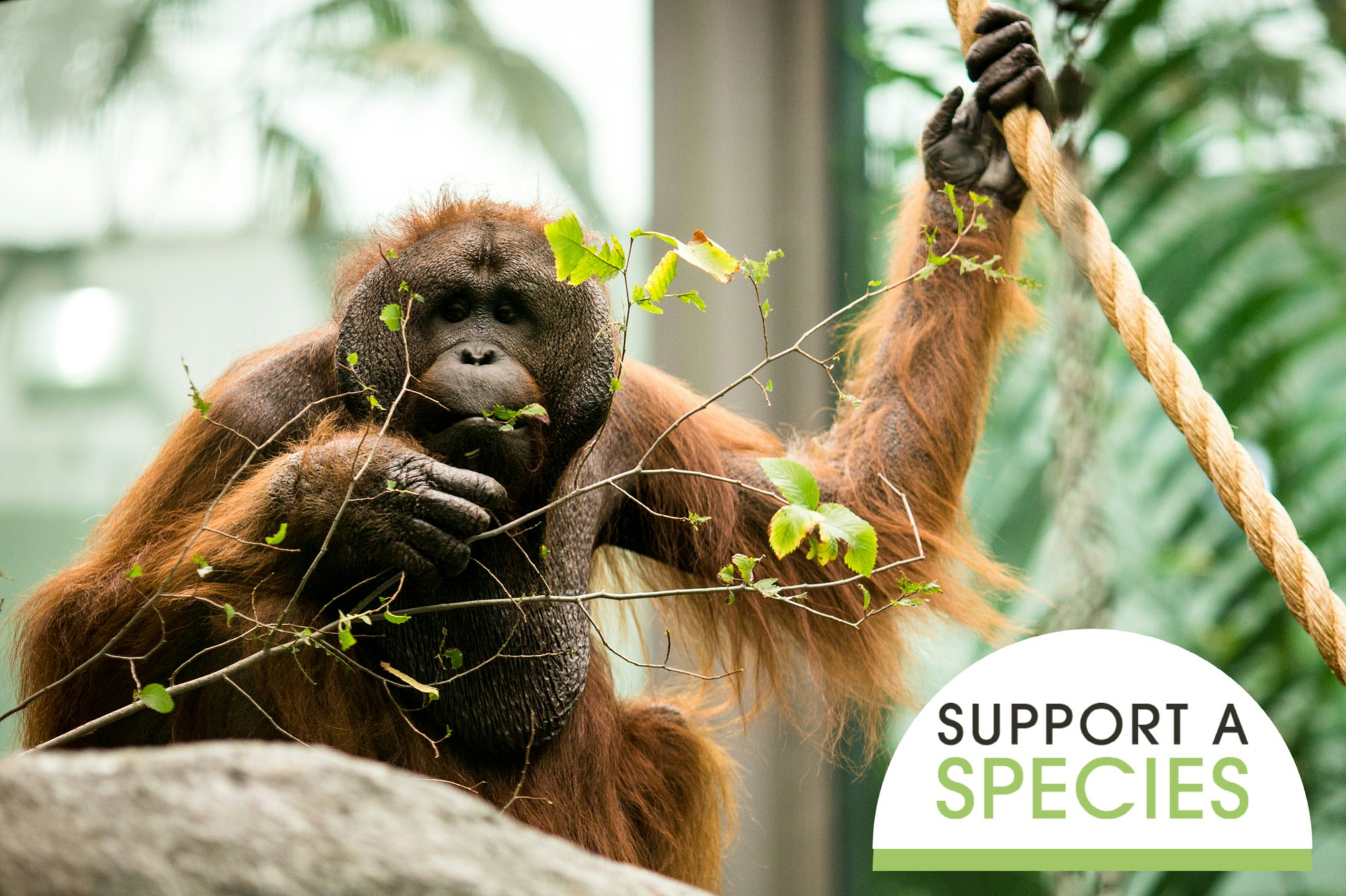 Support a Species