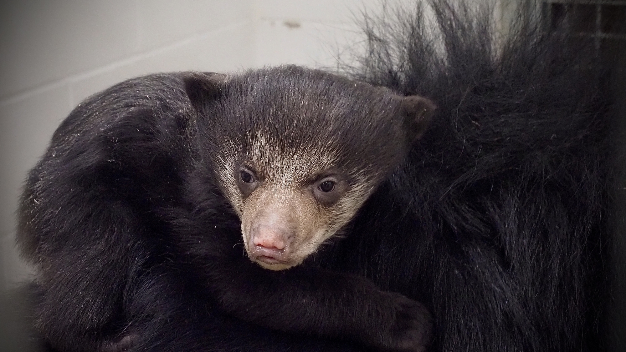 sloth bear cub 1