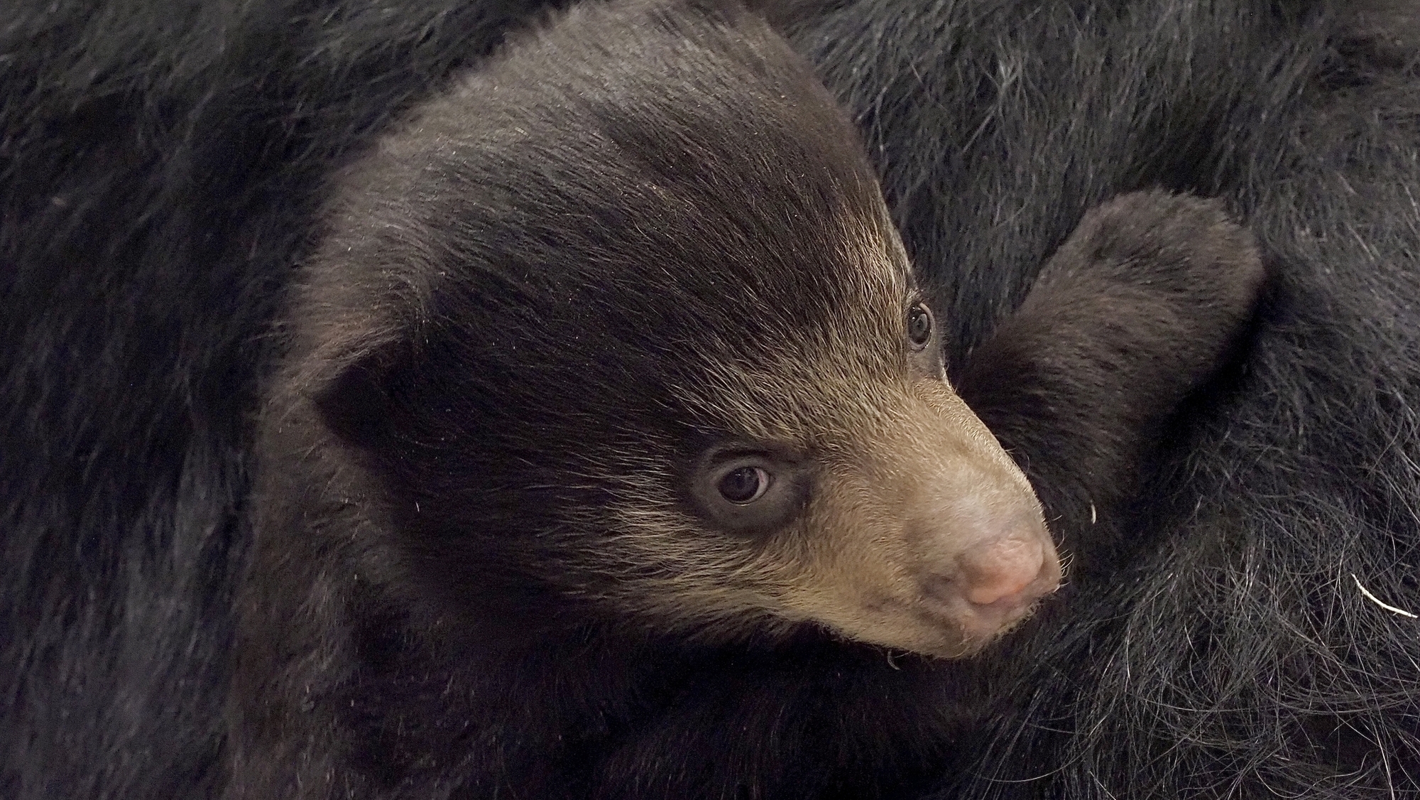 sloth bear cub 2