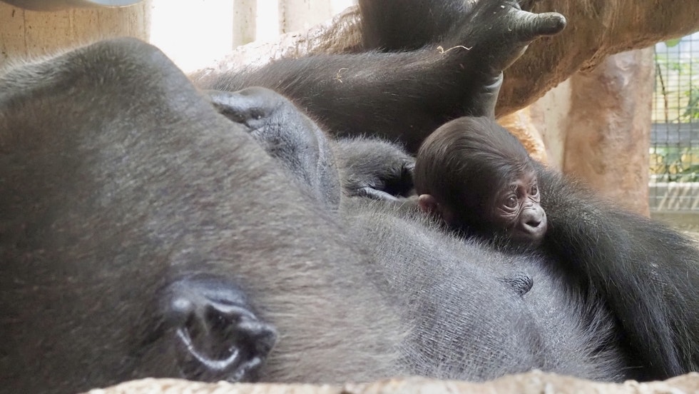 Baby gorilla born July 19, 2023