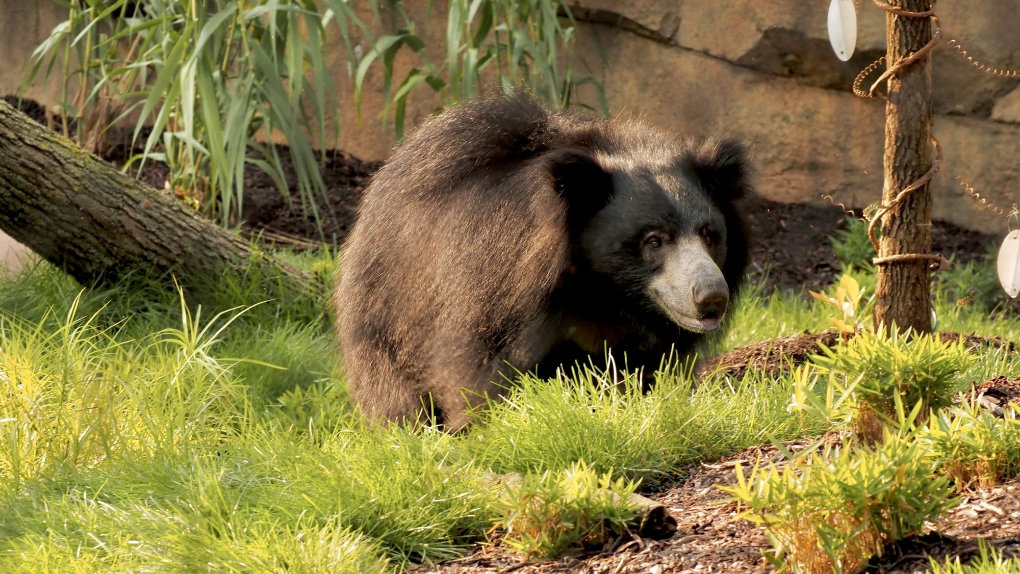 Sloth bear in Susie's Bear Hollow (2023)