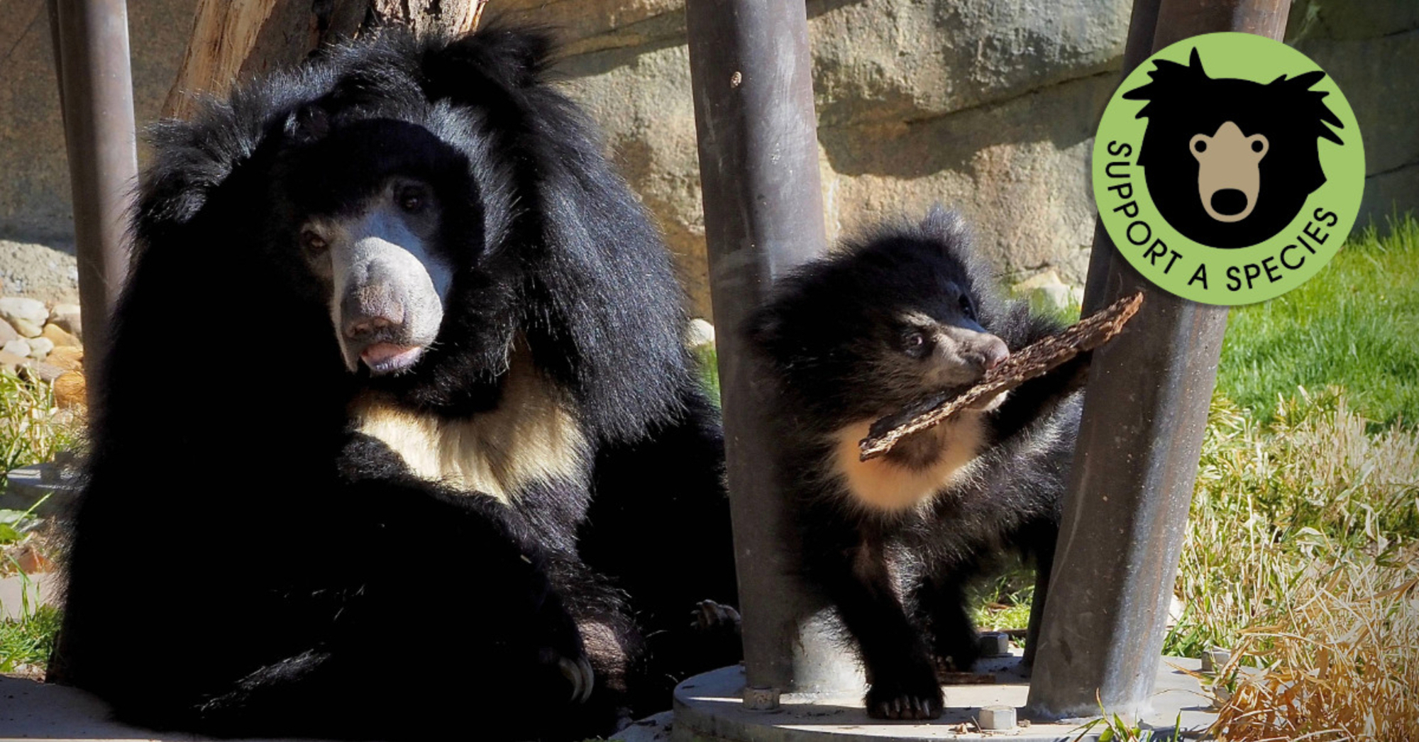 Slothbearwebpage32025