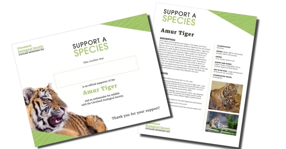 Tigersupportaspeciessheets